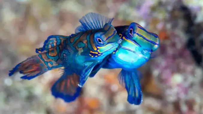 How Do Fish Mate? A Info for Pet Fish Fanatics How Do Fish Mate? A Info for Pet Fish Fanatics
