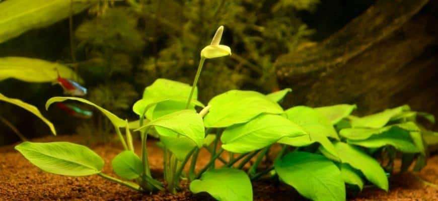 Anubias Flower – Data To Flowering Underwater Anubias Flower – Data To Flowering Underwater